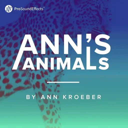 Ann's Animals