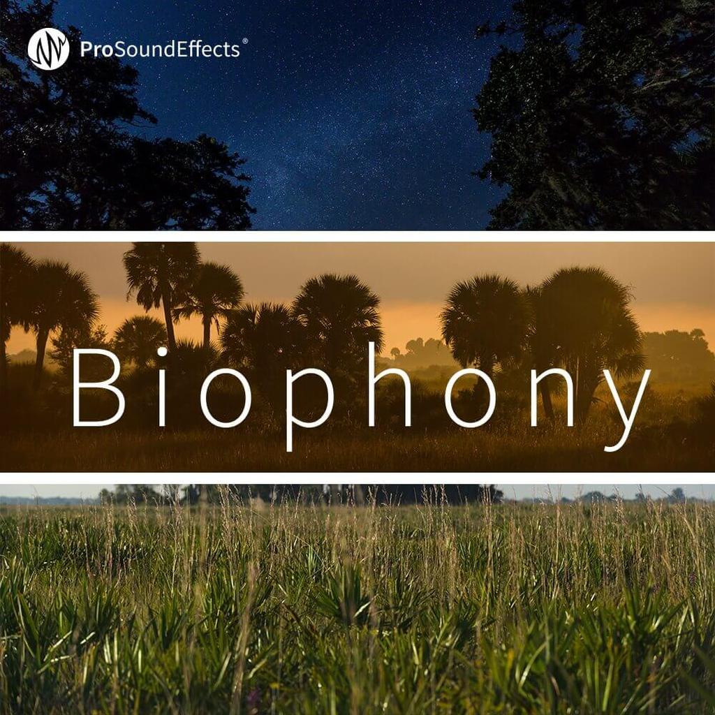 TAHI　3x2 nature sound Nature Sound 29 - QUIET FOREST / THE MOST RELAXING SOUNDS