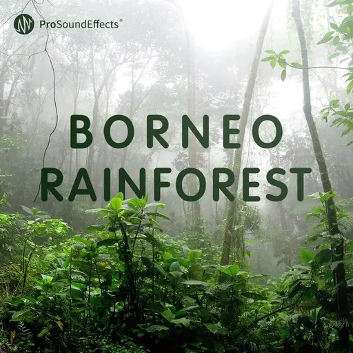 Borneo Rainforest