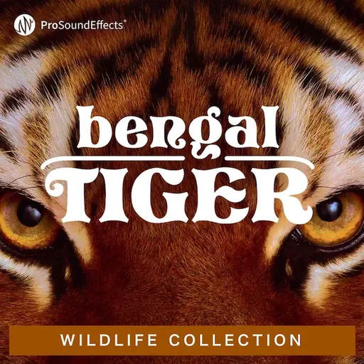 野生動物コレクションベンガル・タイガー