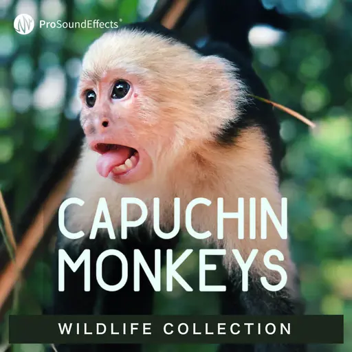 Wildlife Collection: Capuchin Monkeys