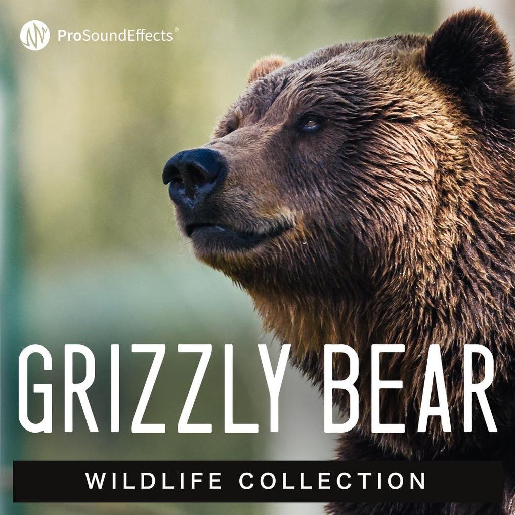 Wildlife Collection Grizzly Bear Sound Effects Pro Sound Effects