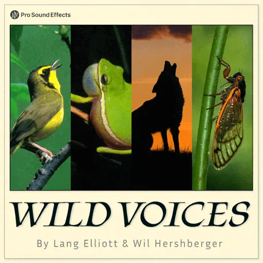 Wild Voices